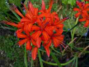 Nerine