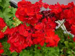 Red Geranium