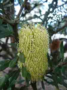 Banksia comb