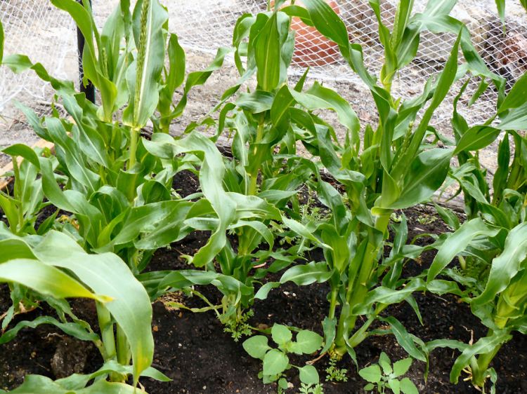 The corn in the early stages, we managed to get a few cobs this year, after my fourth attempt.