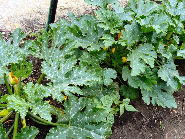 As usual, we had zucchinis up the whazoo.