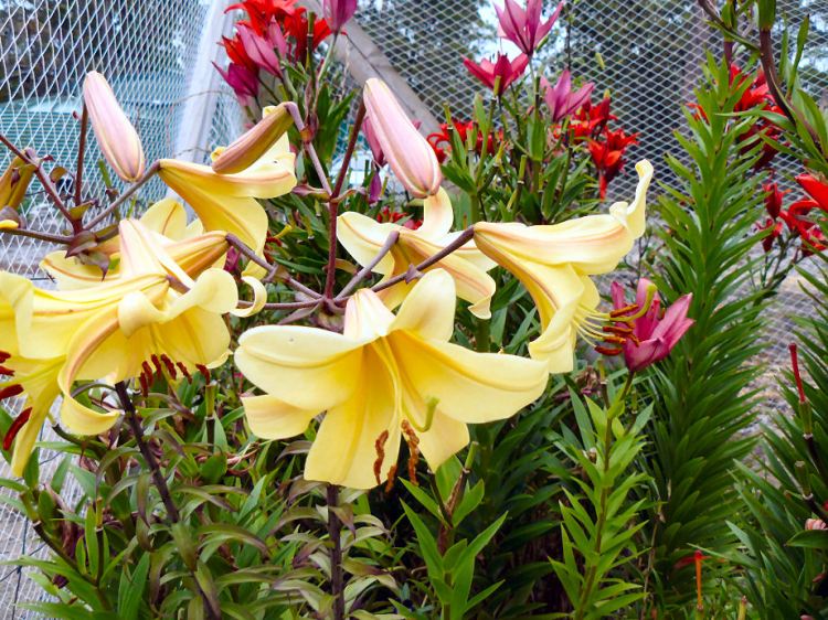 One of my favourite lilliums.