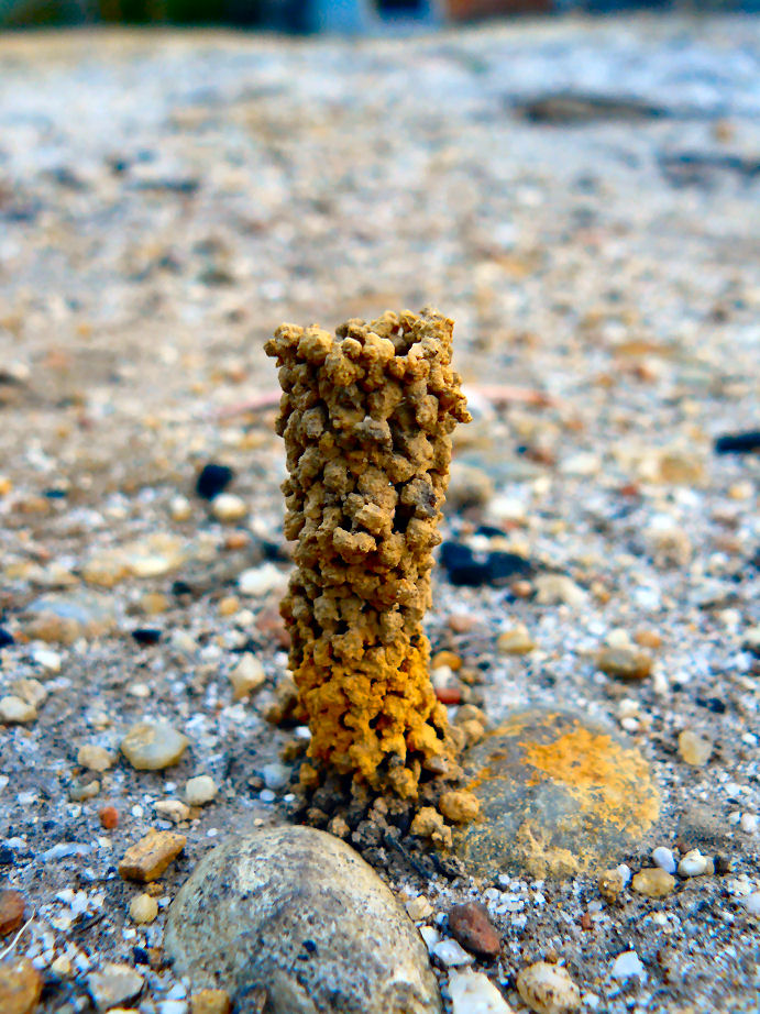 This is an unusual column about 70mm high built by an unknown insect, any ideas? They were on top of the granite gravel everywhere.