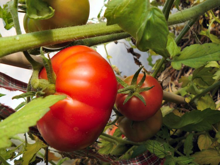 The tomatoes as always have been a staple through the summer.