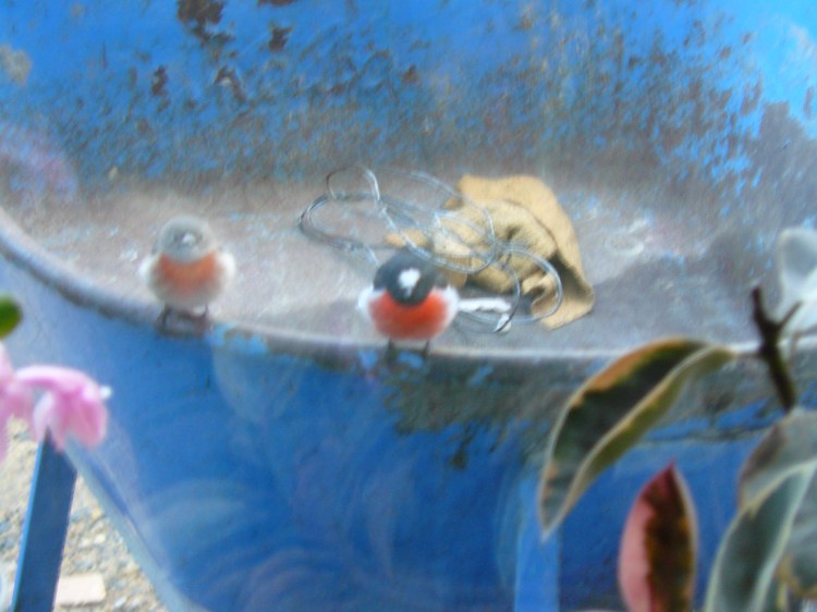 These two little fellows sat on a wheelbarrow outside the dining room window and watched us eat breakfast one morning. We really enjoy the bird life and can't wait to get more plants and bird baths to attract more of them.