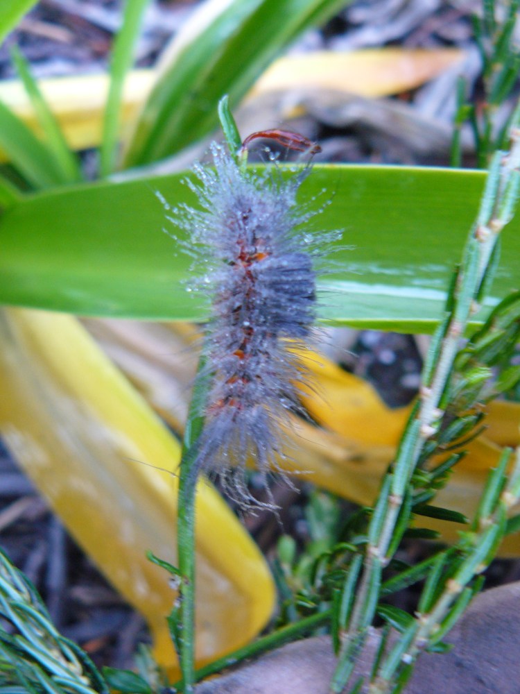 This caterpillar is a master at disguise, it looked just like a flower head.