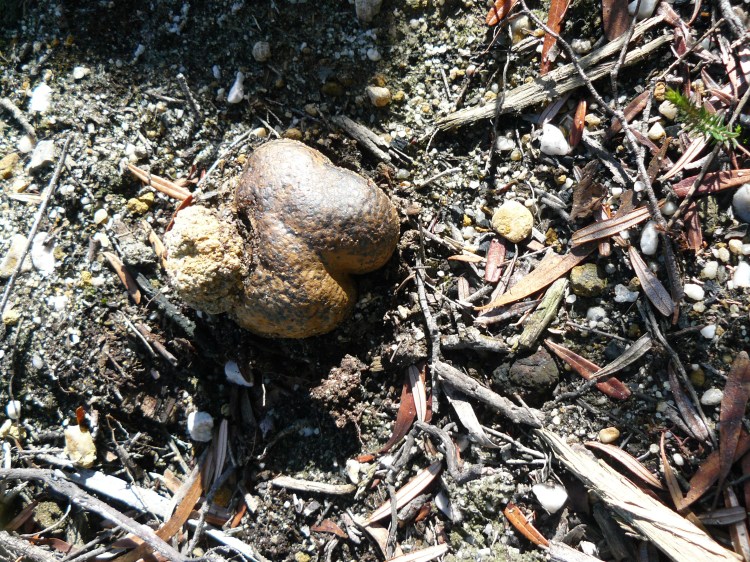 The fungus never cease to amaze me, I never know what is going to come up next.  This looked like something a horse had left behind but it is a fungus with densely packed spores and about 100mm across.