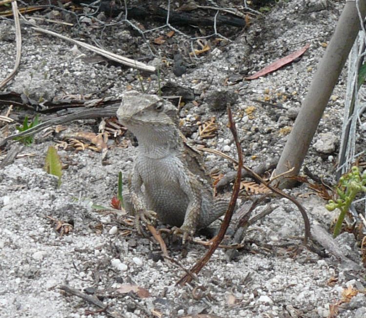 The diamond back lizards are laying their eggs and some have already hatched. There are several different species and this one stood firm and let me take his photo.