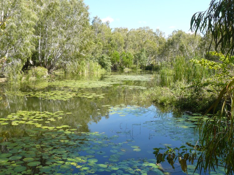 When I took this photo of the lily pads on the Roger River I disturbed a large crocodile basking on the bank. Happily he was more scared of me than I was of him.