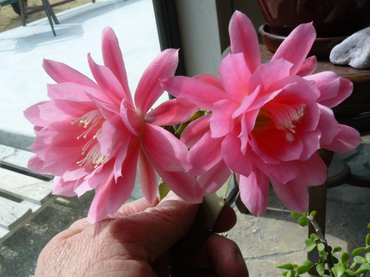 The epiphyllums have had spectacular blooms. They are thriving in the large north facing windows.
