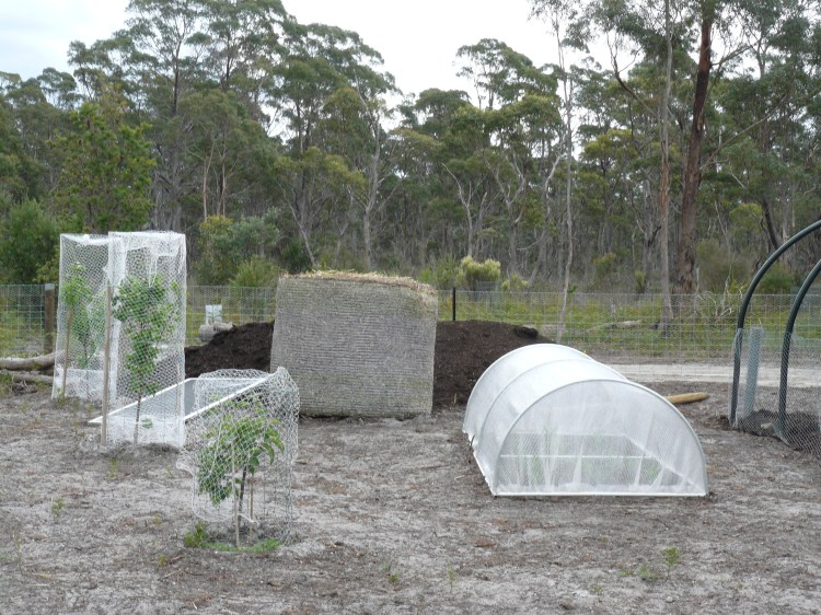 The cloche on the right is made by a local business (Small Farm Living) and it now contains my corn, it is covered in frost cloth which has kept it safe from animals and protected it from the late frosts. I am hoping for a bumper crop this year,after four years trying!!