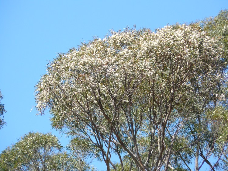 The eucalypts have been in flower since mid-November. I haven't seem them this prolific since we moved here, it must be a good year for gum trees.