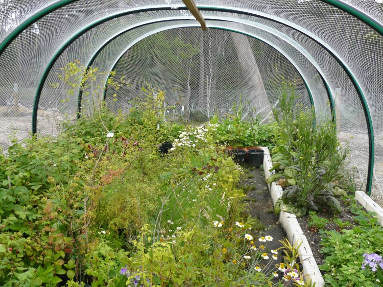 This is the second tunnel we built, covered only in netting. Raspeberries, strawberries and various other vegetables. Plus it gives us somewhere to store pots safe from possums and wallabies until we can plant out.