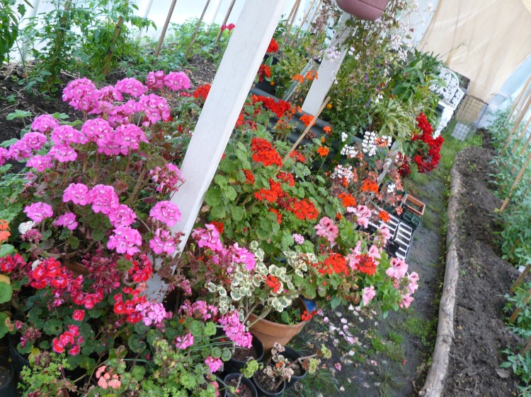 The geraniums look fabulous as always, and will soon be able to come out onto the verandah in pots when the fence is finished.