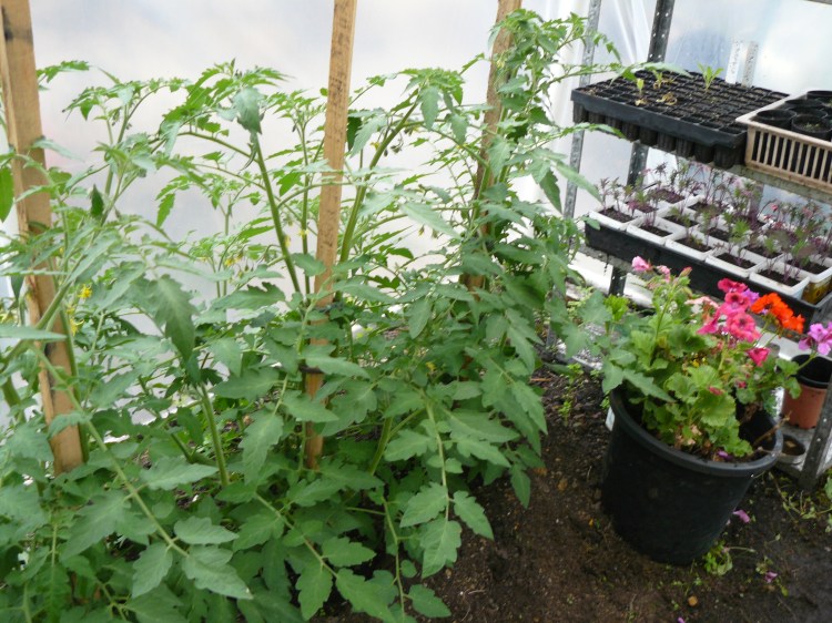The tomatoes are about 3/4 of a metre at this stage, with some small fruit coming on.