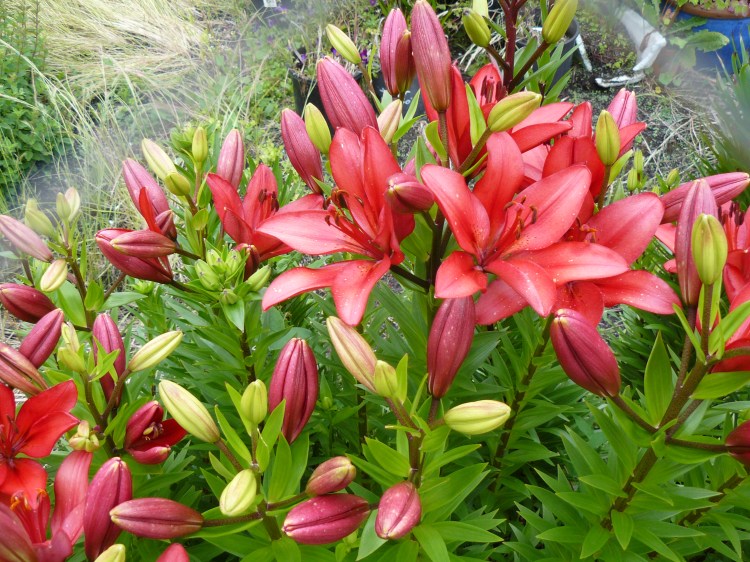 The lilliums are coming on and we have planted another 130 this year.